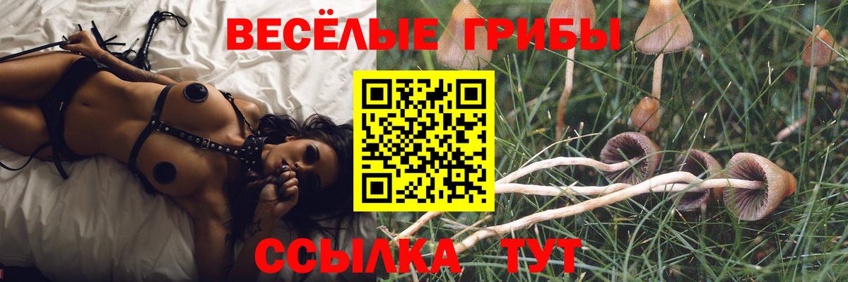 Псилоцибиновые грибы Psilocybe Ижевск